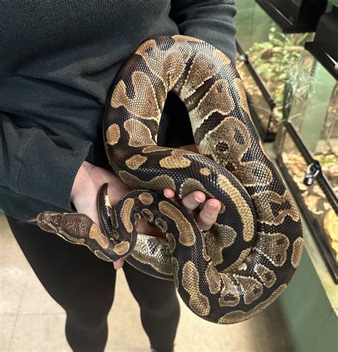 Adopted Python Regius Normal Ball Python Sassy 6 Years