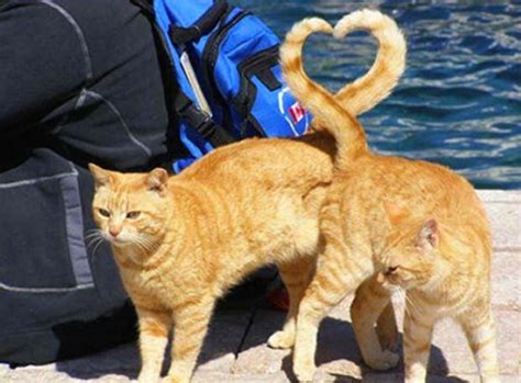 20 Coolest Perfectly Timed Photos Bemethis Cat Love Cats And