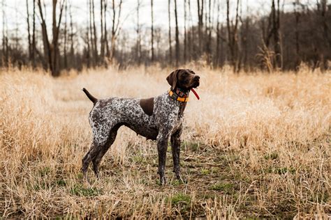 Dog Breed Highlight German Shorthaired Pointer — Sportsmans Pride