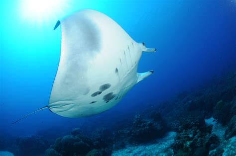 Worlds First Known Manta Ray Nursery Discovered Ocean Conservancy