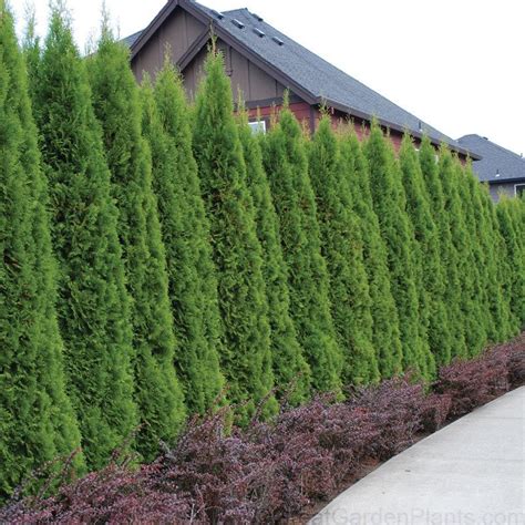 Thuja Emerald 8 Evergreen Arborvitae For Narrow Spaces Fast Growing