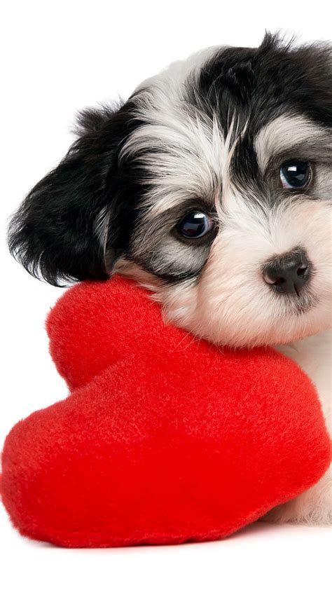 Find valentine pictures and valentine photos on desktop nexus. Puppy Valentine Wallpaper (56+ images)