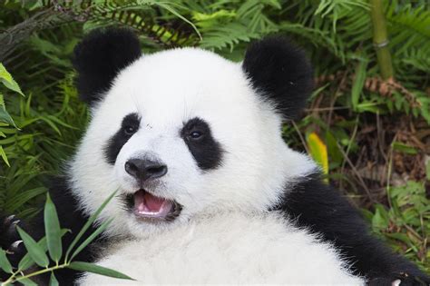 Giant Panda Protection Remains The Same Despite Status Downgrade Cgtn