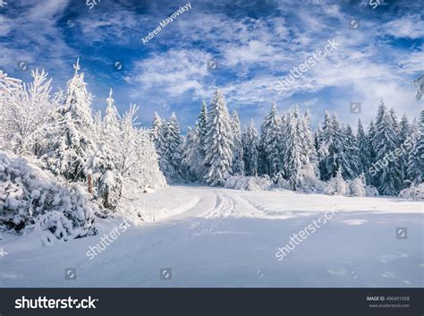 Splendid Christmas Scene Mountain Forest Sunny Stock Photo 496491058