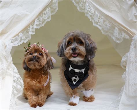 Dogs In Weddings 12 Adorable Pups Dressed For A Celebration