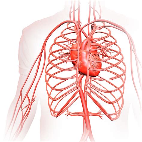 Human Heart And Circulatory System Photograph By Andrzej Wojcicki
