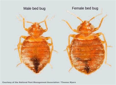 Bed Bug Identification 101 Mmpc
