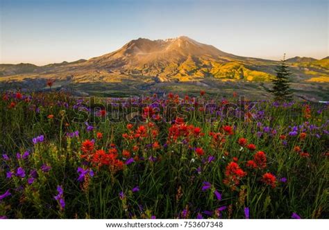 Mt St Helens Wildflowers Sunrise Stock Photo Edit Now 753607348