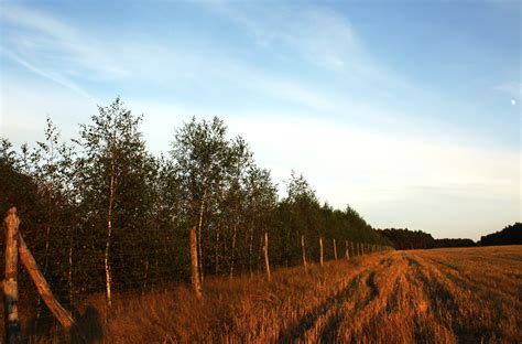 Kostenlose Foto Landschaft Baum Natur Gras Horizont Licht Wolke