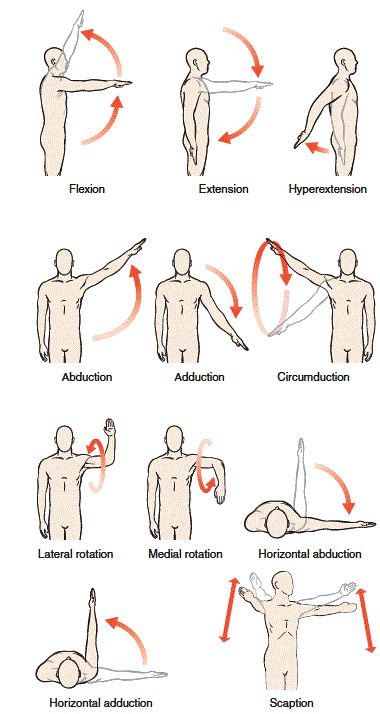 Where the rounded top of the arm bone (humerus) contacts the shoulder blade is called the glenohumeral joint. Blog not found | Shoulder exercises physical therapy ...