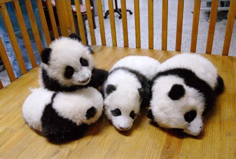 Cute Baby Pandas Cuddly Creature
