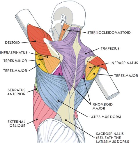Torso Major Muscles By Illustrationminion Anatomy Stu