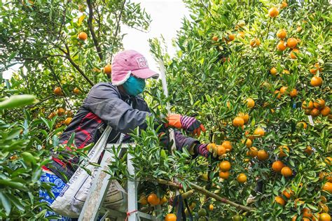 A Worker Picking Oranges Verité
