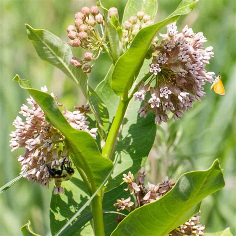 Common Milkweed Asclepias Syriaca Bowmans Hill Wildflower Preserve