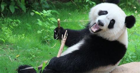 Top 11 Giant Panda Facts For Kids Funny Facts About Panda
