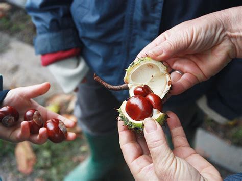 Horse Chestnut Added Benefits And Risks At Home On Maui