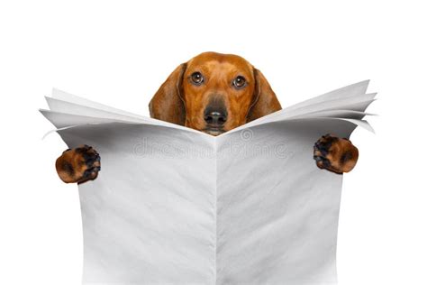 Dog Reading Newspaper Stock Photo Image Of Nerd Isolated 103186222