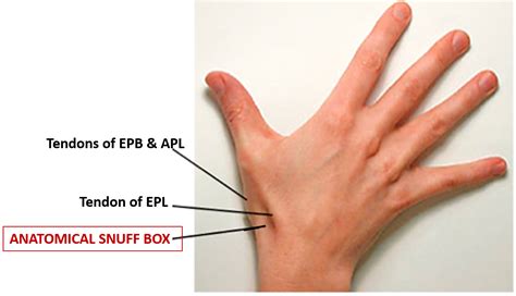 Anatomical Snuff Box Diagram