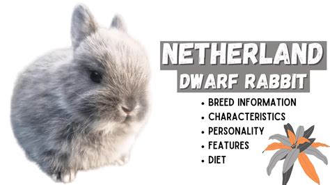 Netherland Dwarf Rabbit An Energetic Dwarf Pets Beast