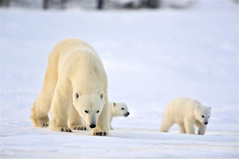 Polar Bear Mother And Cubs By Michelle Valberg Mv83473sm Arctic Kingdom