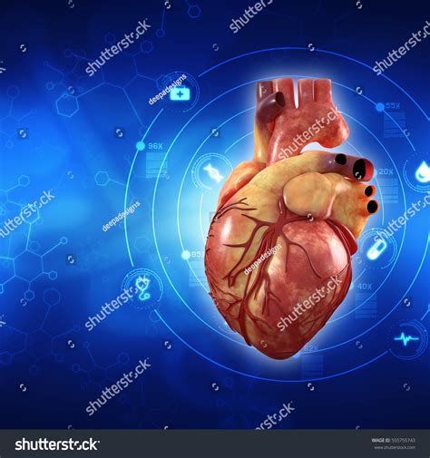3d Anatomy Human Heart Ilustrações Stock 555755743 Shutterstock