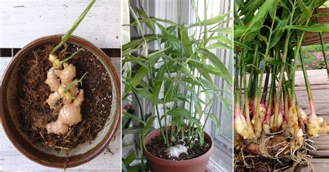 Stop Buying Ginger Heres How To Grow An Endless Supply Of Ginger Right At Home Garden