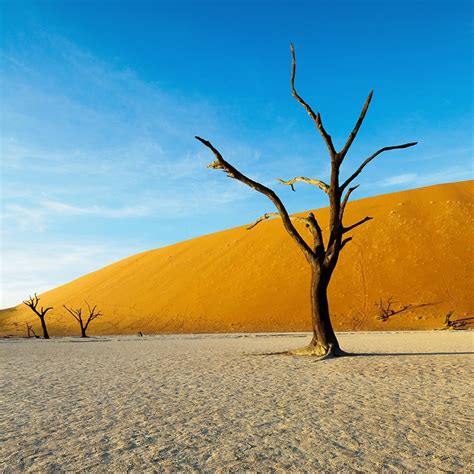 Wither Tree In Desert Land Ipad Air Wallpapers Free Download