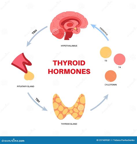 Diagrama De Hormonas Tiroideas Ilustraci N Del Vector Ilustraci N De