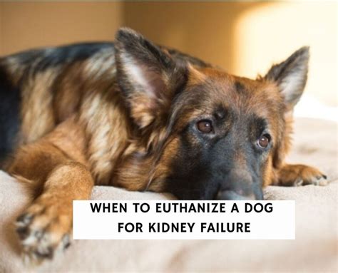 When To Euthanize A Dog For Kidney Failure 2024 We Love Doodles