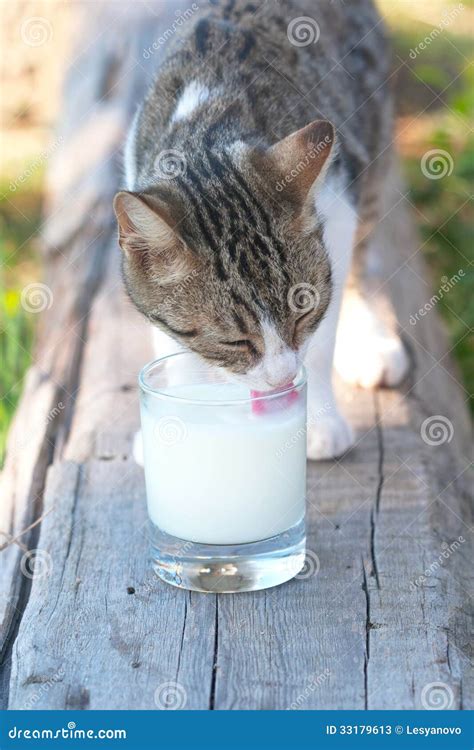 striped cat to lap milk stock image image of tongue 33179613