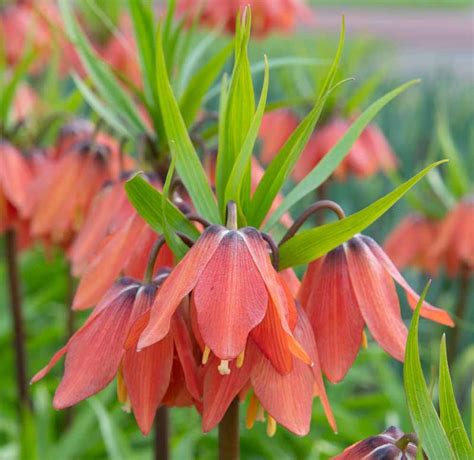 Fritillaria Imperialis Bach Crown Imperial
