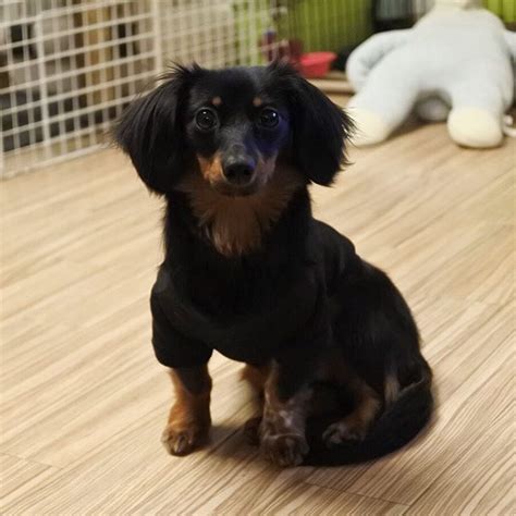 Gm☀️ ・ Cute Dog Dogstagram Dachshund Papillon Mix 犬 わんこ 愛犬