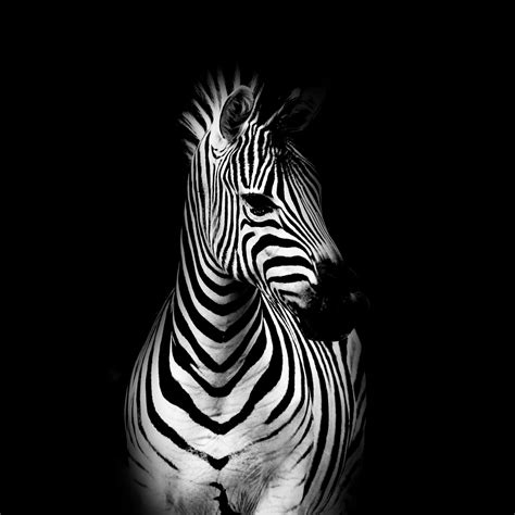 Zebra Contrast By Retrofuzz On Deviantart