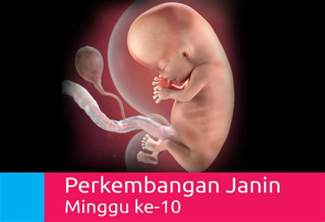 Perkembangan Kehamilan Usia 10 Minggu - Mamapapa.id