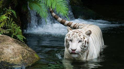 White Tiger Wallpaper High Quality Resolution Animals Wallpapers