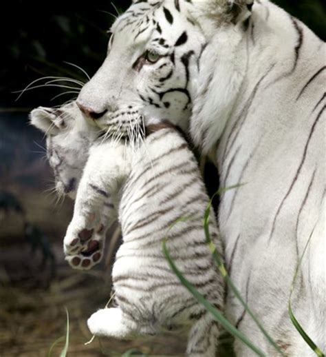 White Tiger Cubs Debut At Argentine Zoo
