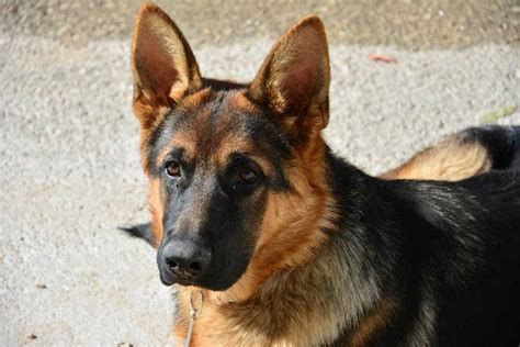The Pros And Cons Of Owning A German Shepherd The German Shepherder