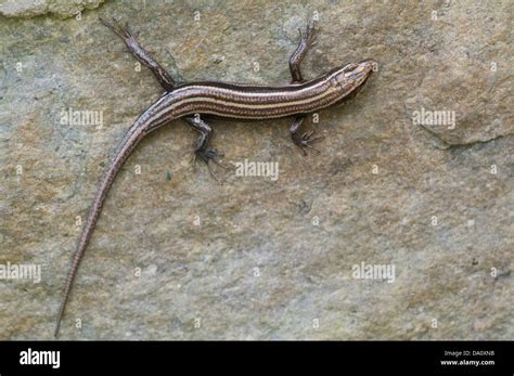 A Common Five Lined Skink Plestiodon Fasciatus Perched Vertically On