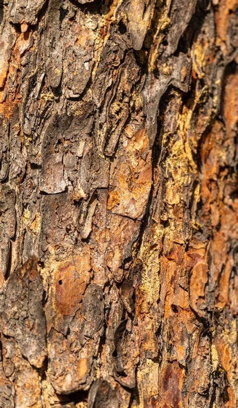 Texture Of Pine Tree Bark Stock Photo Image Of Decoration 169844468