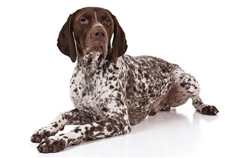 German Shorthaired Pointer Dog Breed Information