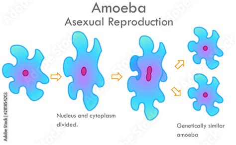 Amoeba Division Stages Stages Of Mitosis Division With Arrows Asexual Reproduction Nucleus