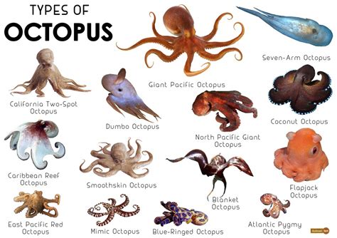 What Do Octopus Eat Naxreif