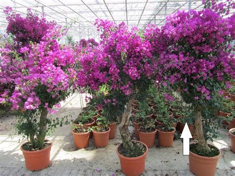 Aufzucht und pflege von mediterranen und exotischen pflanzen. Mediterrane pflanzen