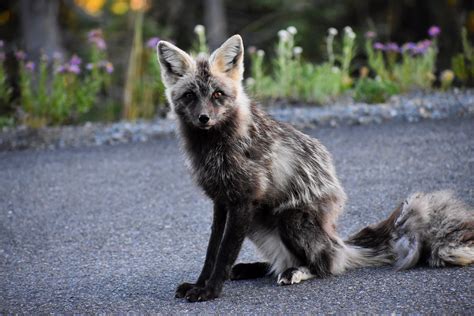 This Little Cascade Red Fox Was Waiting In The Middle Of The Road At Mt