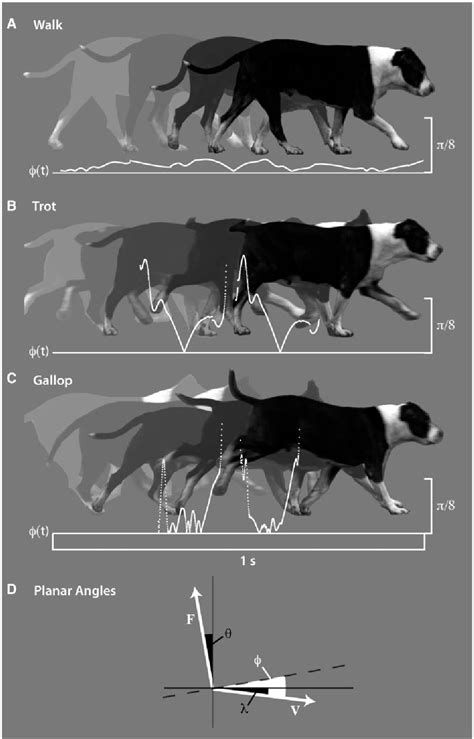 Figure 1 From Bigdog Inspired Studies In The Locomotion Of Goats And