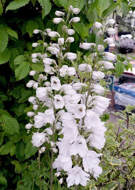 Top 15 Gorgeous White Plants Garden Ideas Decoor White Flowers