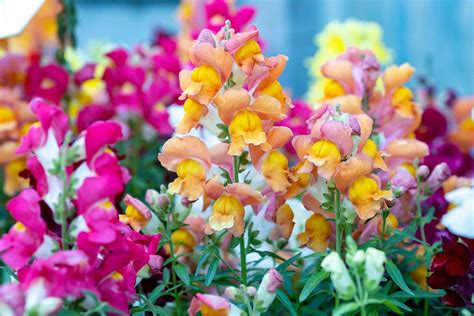 How Long Do Snapdragons Bloom My Heart Lives Here