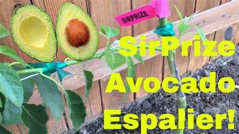 Sirprize Avocado Espalier Part 1 Youtube