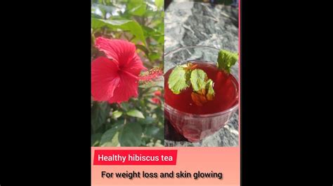 How To Prepare Sembaruthi Tea And Its Uses For Weight Loss And