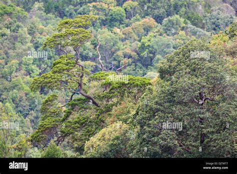 Vietnam Rainforests High Resolution Stock Photography And Images Alamy